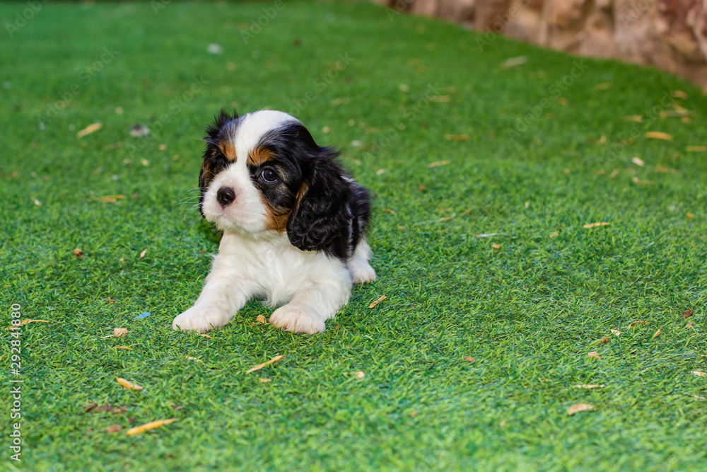 King Charles Spaniel small puppy portrait 