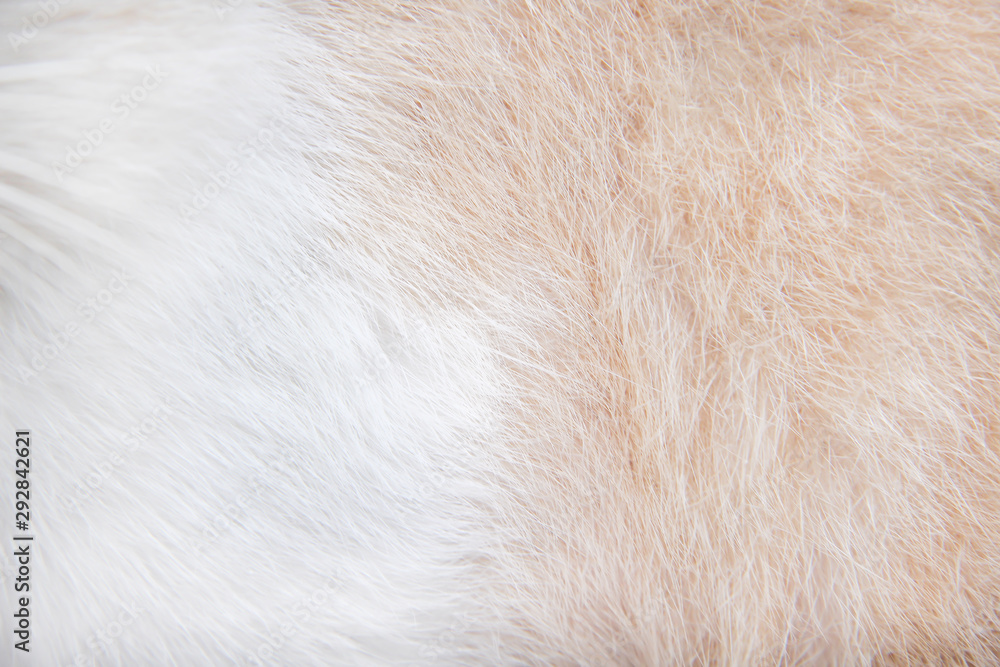 Fur cat texture white and brown patterns abstract for nature animal background Fur cat texture white and brown patterns abstract for nature animal background