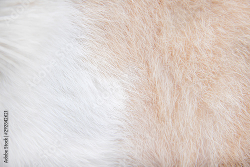 Fur cat texture white and brown patterns abstract for nature animal background