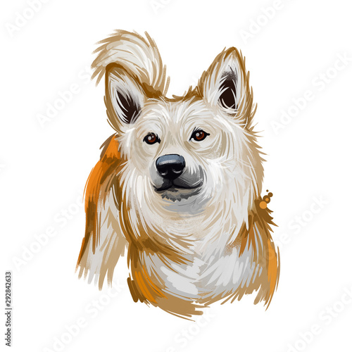 Norwegian buhund puppy from Scandinavia, portrait digital art photo