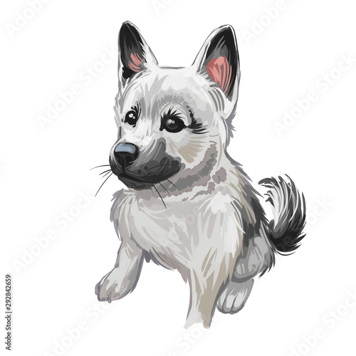 Norwegian elkhound puppy, Harmaa norjanhirvikoira Elghund digital art photo