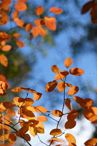 Beautiful orange autumn leaves against the blue sky and tree tops in September in Germany