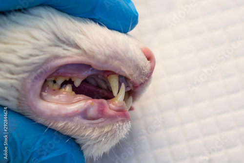 Cat teeth after scalling close-up at the veterinary clinic