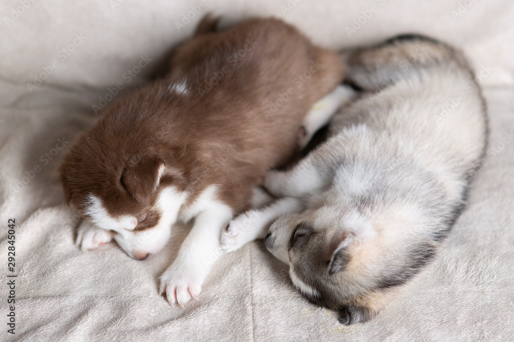 Fototapeta premium Husky puppies, two months old