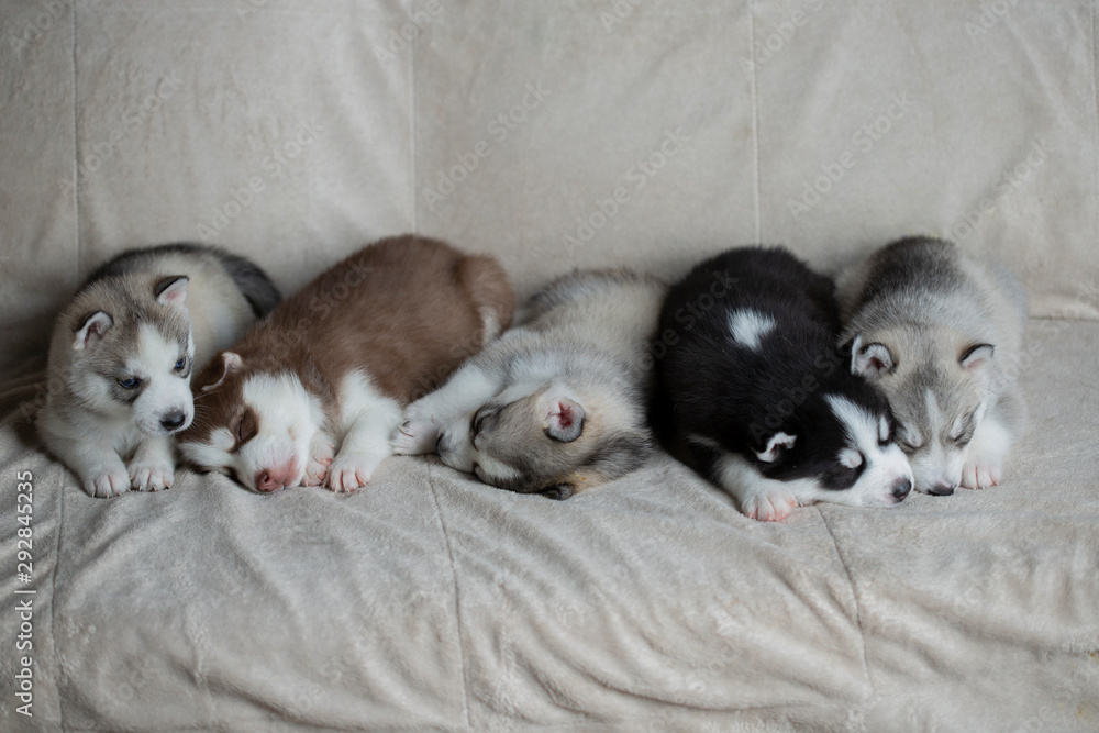 Husky puppies, two months old Husky puppies, two months old