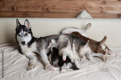 Husky puppies with mom © Evgenia Tiplyashina