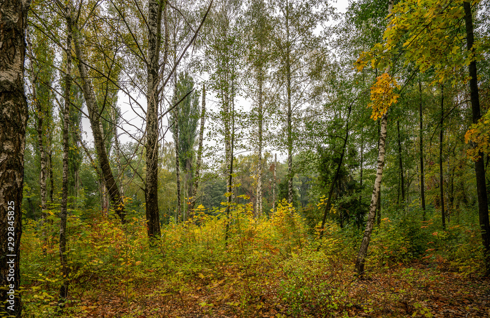 Autumn landscape, forest in bright decoration