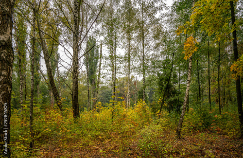 Autumn landscape, forest in bright decoration
