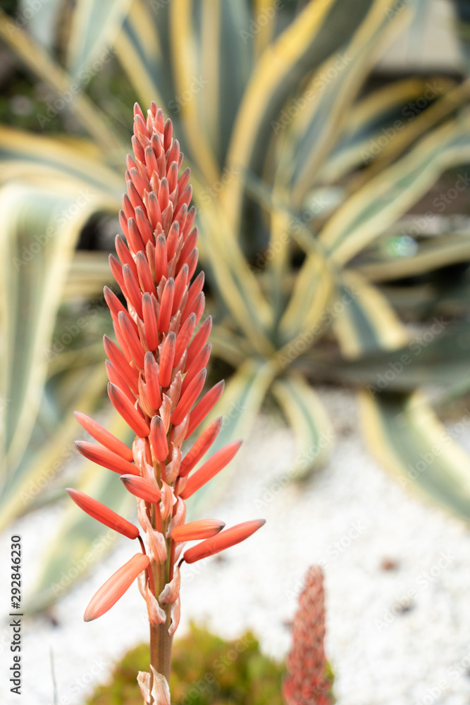 Fleur rouge en plumeau de cactus aloé vera avec en arrière plan un agave  americana dans un jardin de plantes exotiques foto de Stock | Adobe Stock