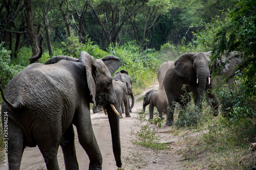 Safari Tanzania © CE