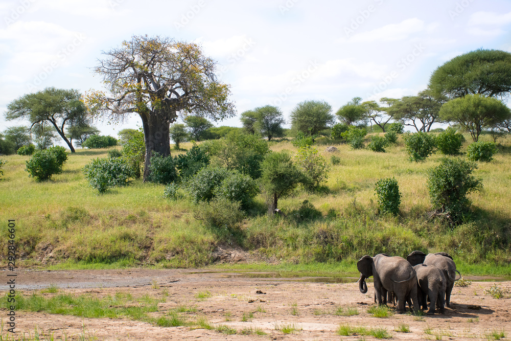 Fototapeta premium Safari Tanzania Zanzibar