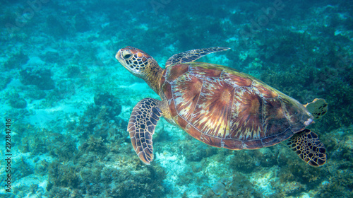 Sea turtle swimming in clear blue water. Green turtle underwater photo. Tropical seashore wildlife. Wild marine tortoise