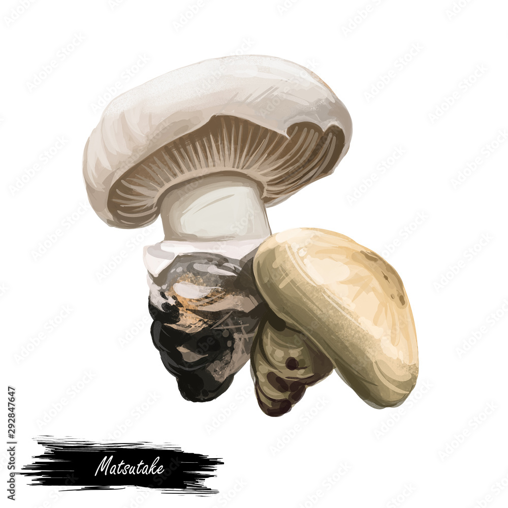 Matsutake pine mushroom digital art illustration. Tricholoma Armillaria