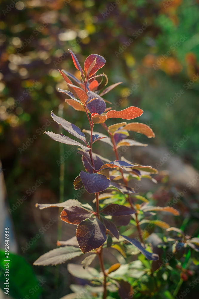 Multicolored flowers in the garden, in the country, in the garden Multicolored flowers in the garden, in the country, in the garden