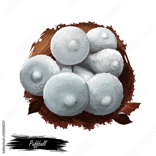 Photos Puffball mushroom closeup digital art illustration