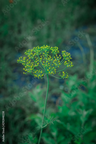 dill flower in the garden 