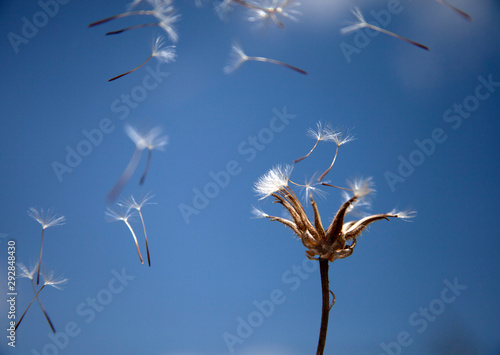 Flying dandelion seeds, macro abstract