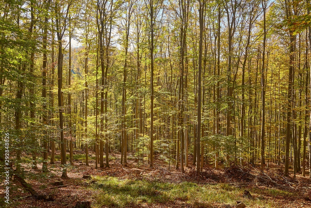 Obraz premium Forest with colorful autumn leaves
