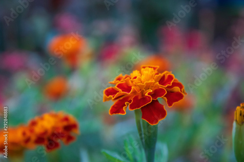 Beautiful flowers tree in a green nature garden background