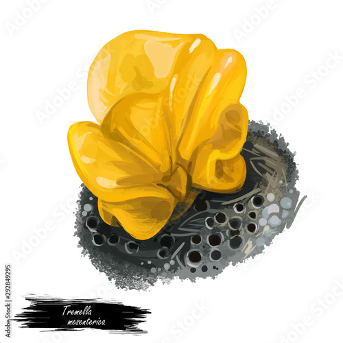 Tremella mesenterica yellow brain, golden jelly fungus, trembler witches butter. Edible mushroom closeup digital art. Boletus cap ande body. Mushrooming plant growing in forests. Web print, clipart. photo