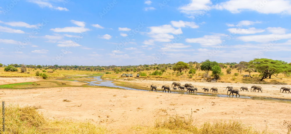 Family of elephants and lions at waterhole in Tarangire national park, Tanzania - Safari in Africa
