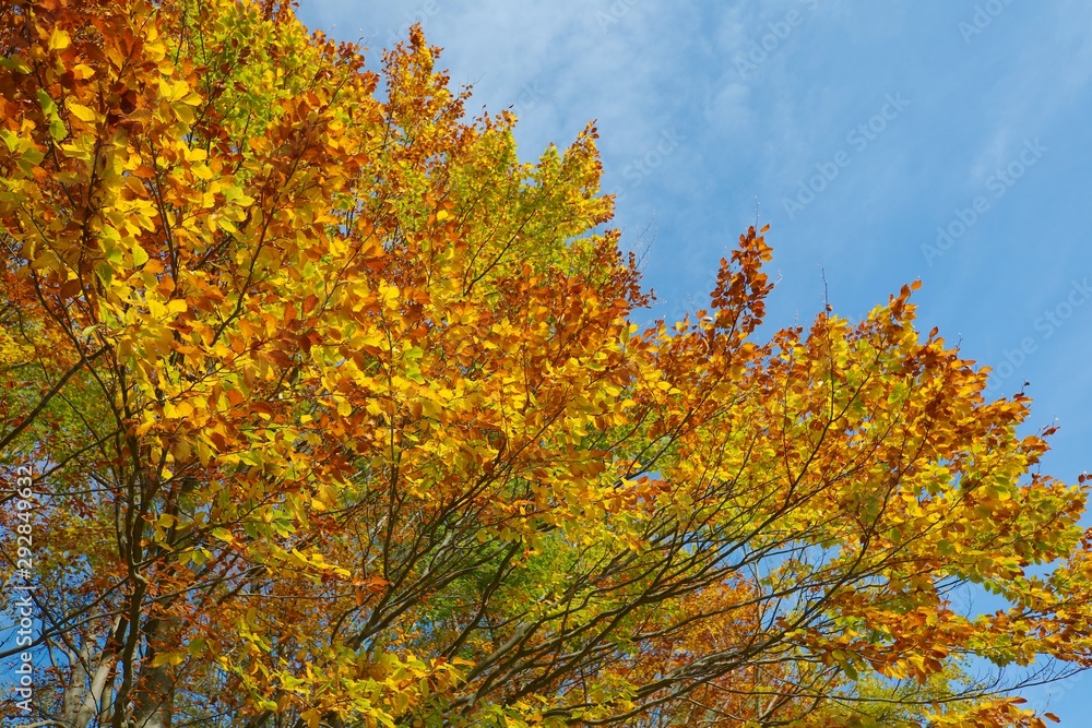 Trees with colorful autumn leaves
