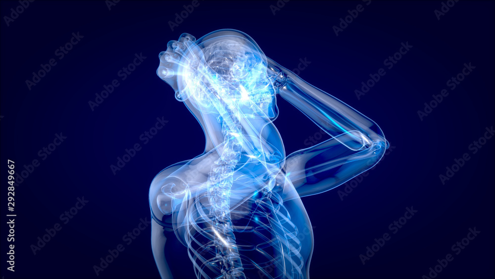 Human and brain xray, human anatomy, 3D Illustration Human and brain xray, human anatomy, 3D Illustration