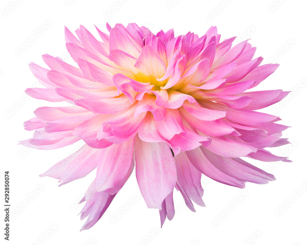 Obraz premium light pink dahlia bloom on white