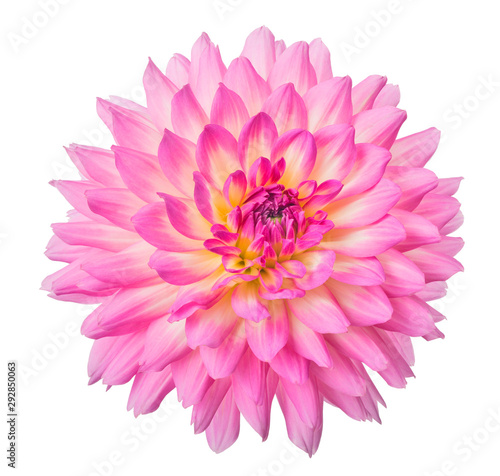 light pink dahlia bloom isolated on white