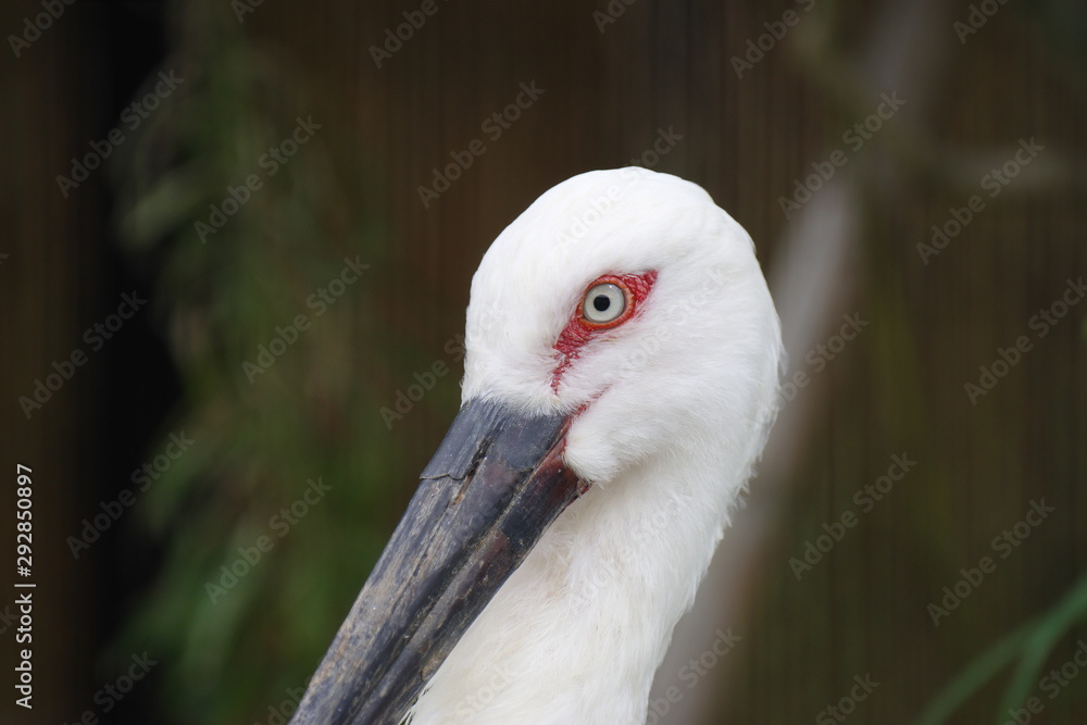 Obraz premium コウノトリ