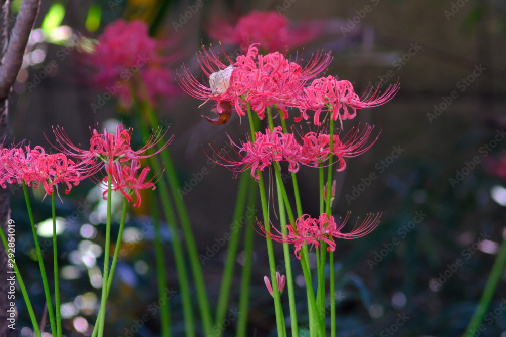 red spider lily red spider lily