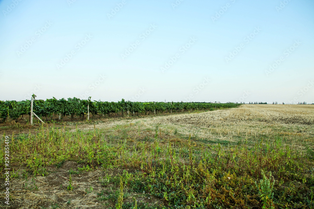  Vineyards growing in field
