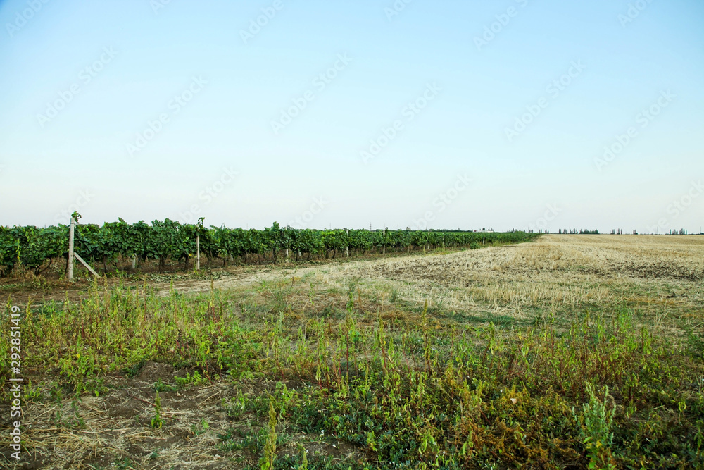 Vineyards growing in field Vineyards growing in field