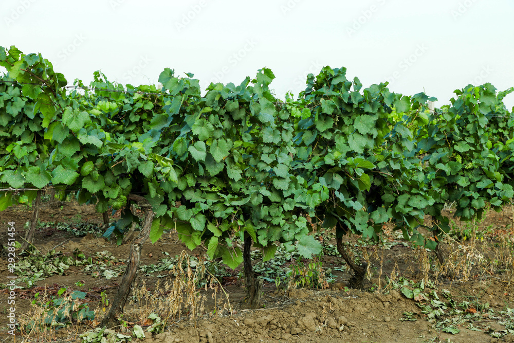 Growing young vineyard