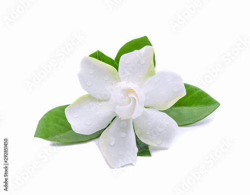 White Gardenia flower or Cape Jasmine (Gardenia jasminoides), isolated on a white background