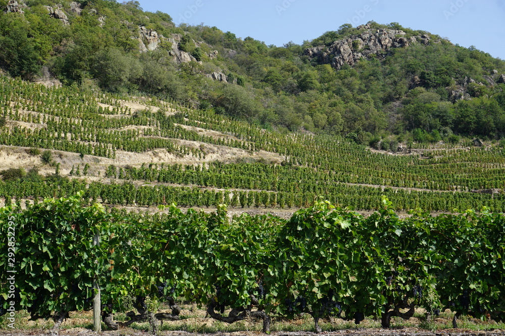 interesting way of growing grapes on the steep hills of the Cotes du Rhone in France