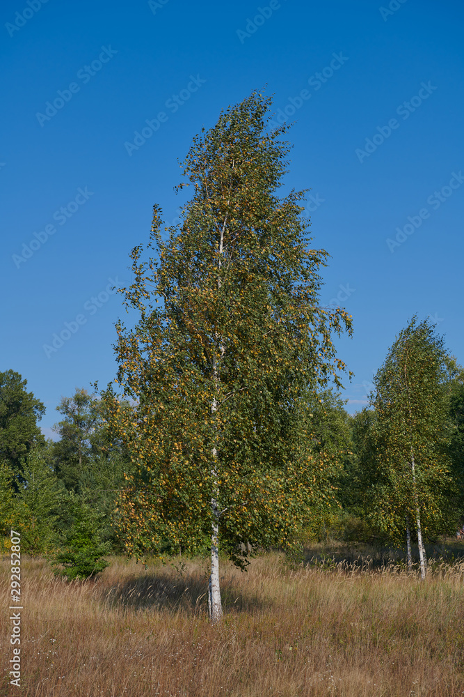 Beautiful birch in autumn against clear blue sky. Tree with multicolored leaves in windy weather. Forest-steppe area.