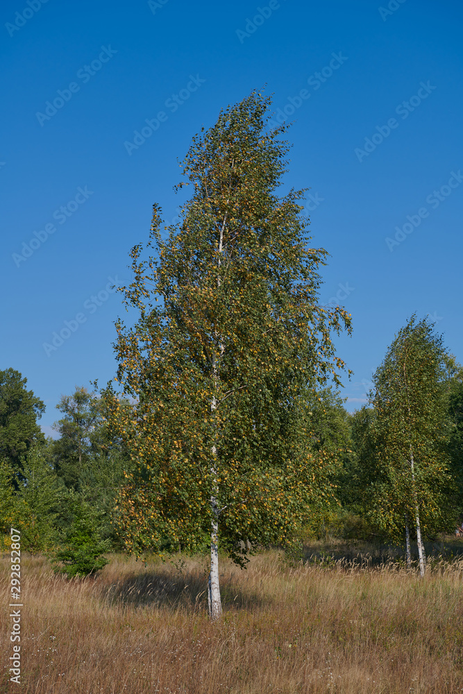 Obraz premium Beautiful birch in autumn against clear blue sky. Tree with multicolored leaves in windy weather. Forest-steppe area.