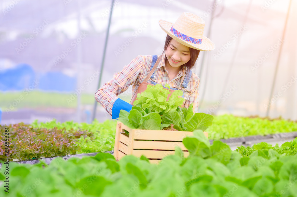 Young woman in takes care of Fresh vegetable Organic in wood style basket prepare serving harvest by a cute pretty girl in hydroponic farm, greenhouse