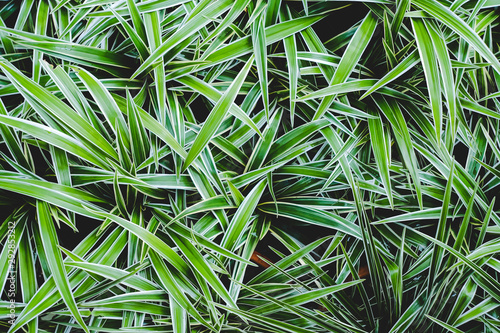 Green leaf on nature background.