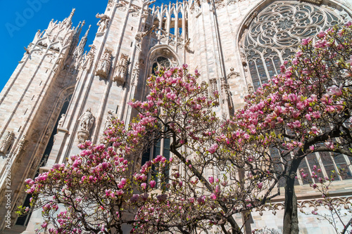 Partial view to Duomo of Milan in springtime with magnolia flowers in a sunny happy day