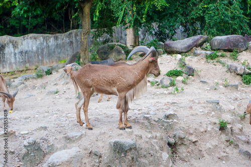 Wild deer in the zoo of Thailand