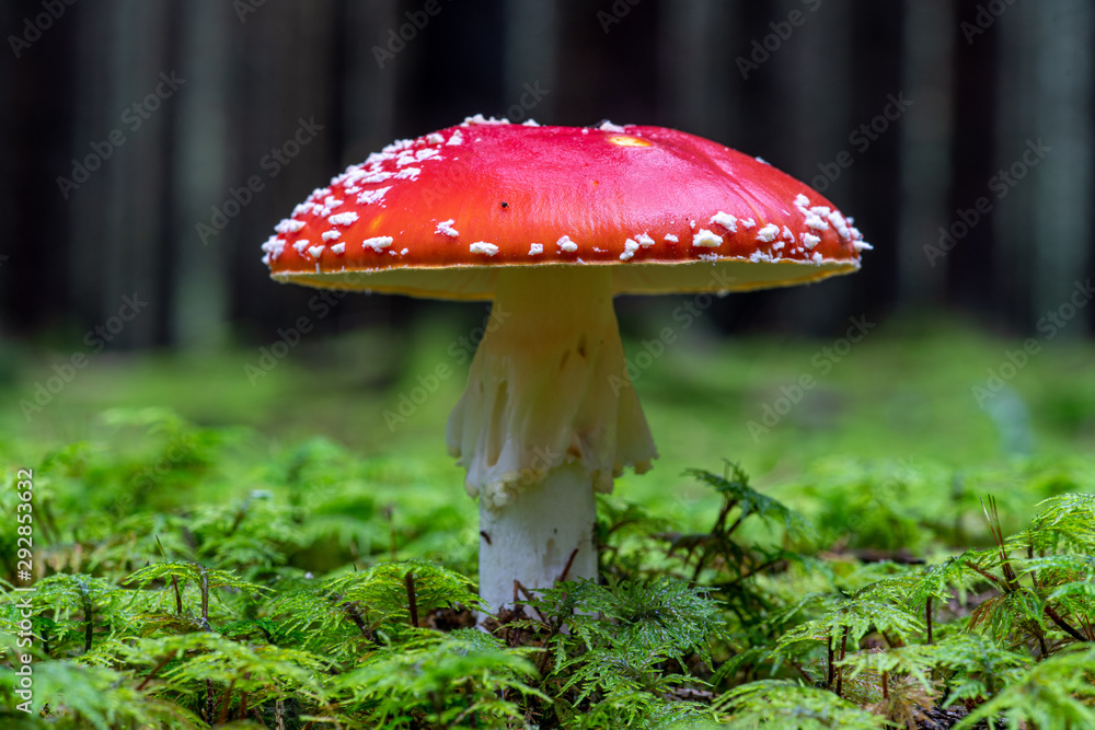 Fototapeta premium Close up of a Amanita Muscaria mushroom, growing in green moss