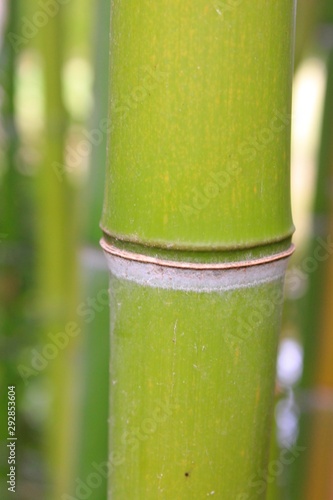 Fond de bambou