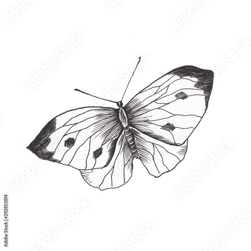 Canvas Print Butterfly sketch