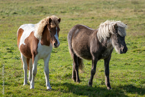 Two young Icelandic horses in a green summer pasture