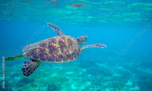 Sea turtle swimming under sea surface. Green turtle underwater photo. Tropical seashore wildlife. Wild marine tortoise © Elya.Q