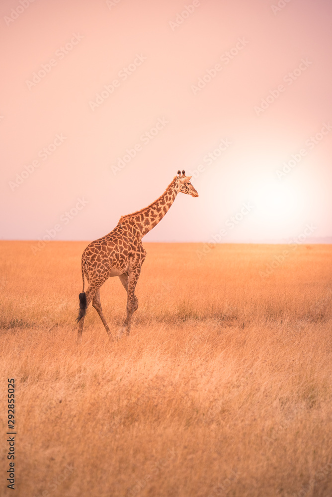 Obraz premium Lonely giraffe in the savannah Serengeti National Park at sunset. Wild nature of Tanzania - Africa. Safari Travel Destination.