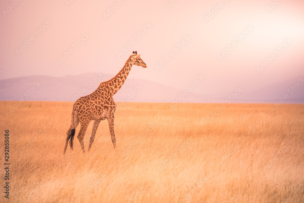 Lonely giraffe in the savannah Serengeti National Park at sunset.  Wild nature of Tanzania - Africa. Safari Travel Destination. - obrazy, fototapety, plakaty 