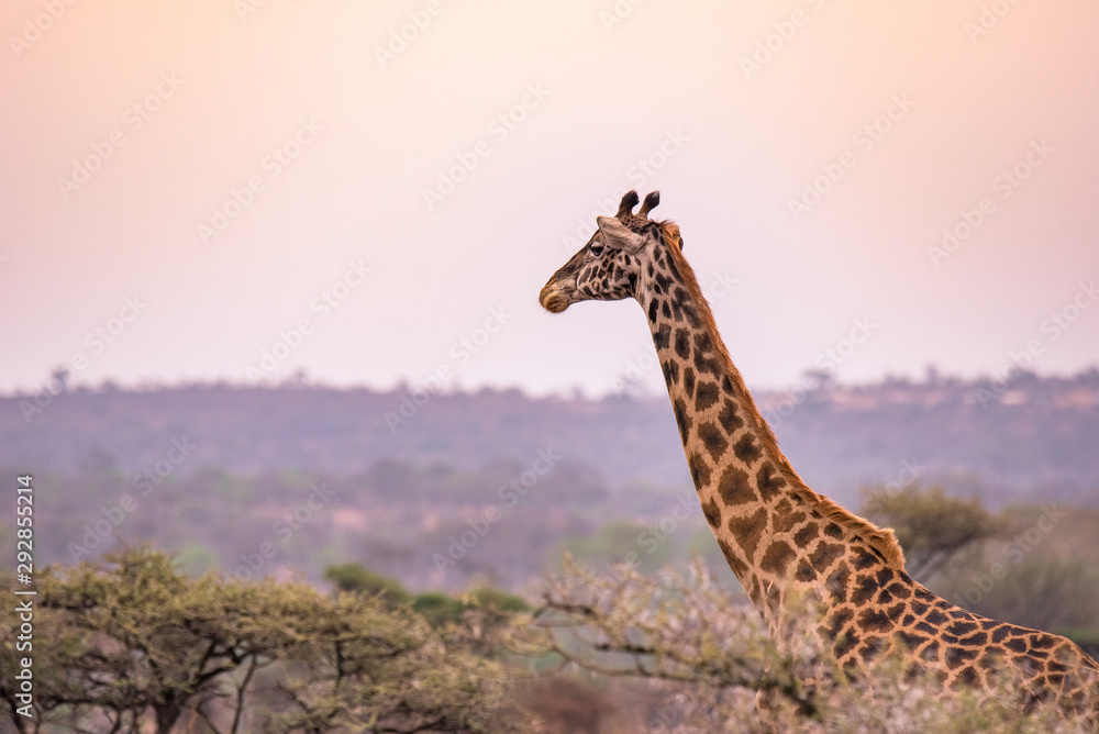 Obraz premium Lonely giraffe in the savannah Serengeti National Park at sunset. Wild nature of Tanzania - Africa. Safari Travel Destination.
